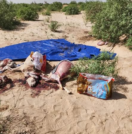 ضبط لحوم من ذبح غير شرعي بأختام بيطرية مزورة في توجنين