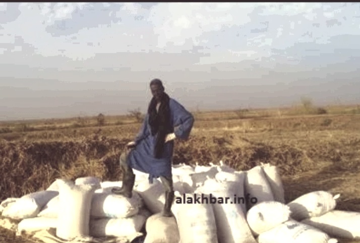 اتحادية المزارعين من حملة الشهادات ترفض بيع طن الأرز بأقل من 160 ألف أوقية وتطالب بتدخل عاجل