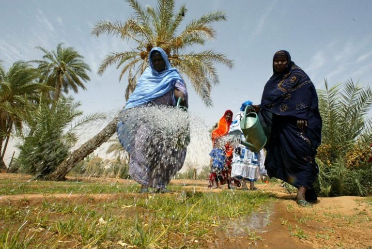 مجلس الوزراء يصادق على منح مؤقت لـ393 هكتارًا زراعيًا في كرمسين
